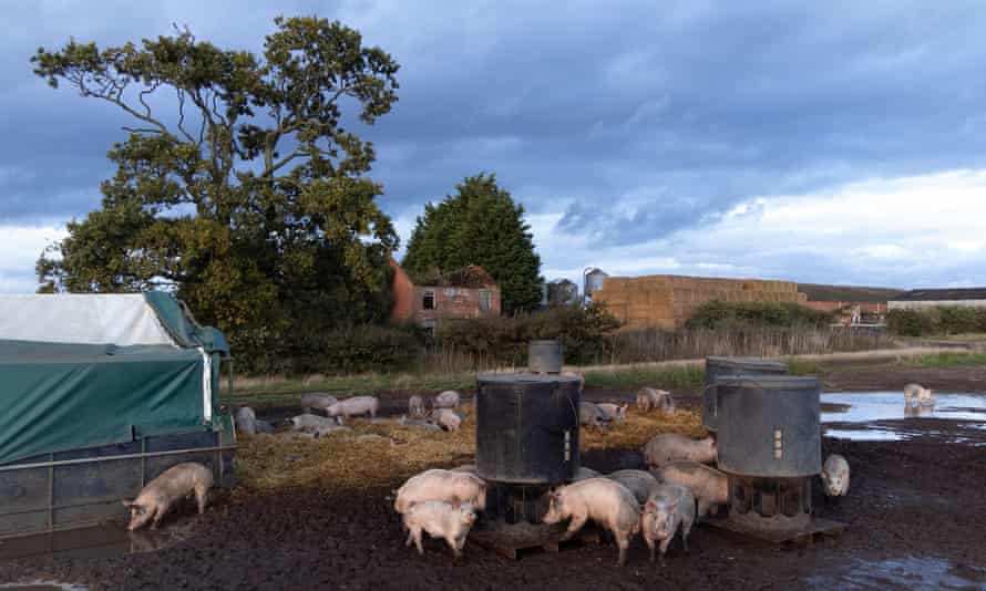 A pig farm in Norfolk