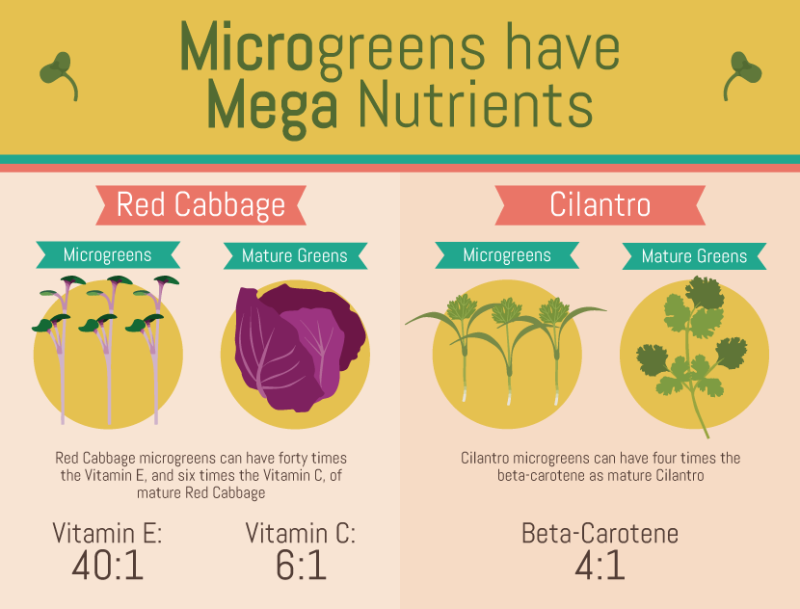 an infographic explaining the nutritional benefits of microgreens