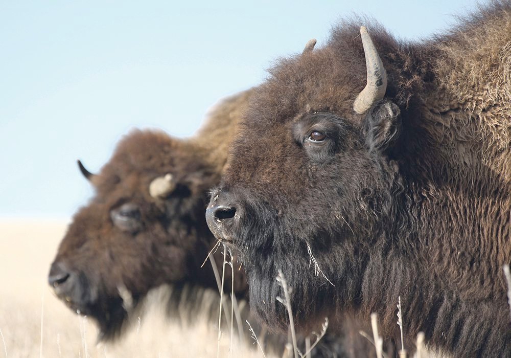A herd of bison worth nearly $1 million was among the 3,000 gifts the college received. 