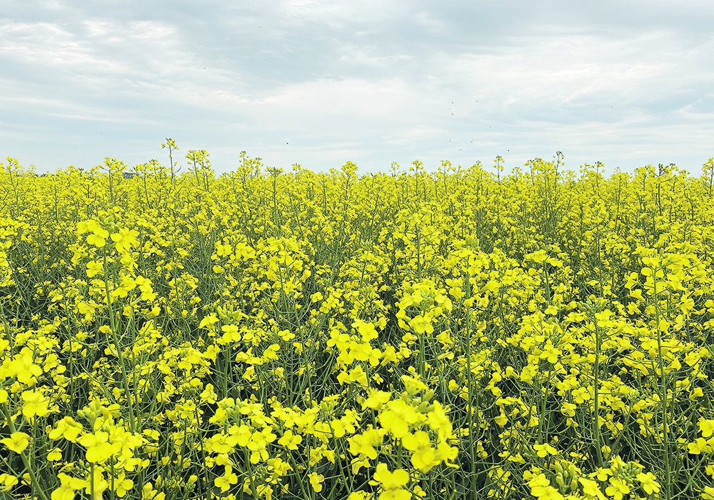 Bayer’s Roundup Ready canola patent expires on April 26, 2022. 