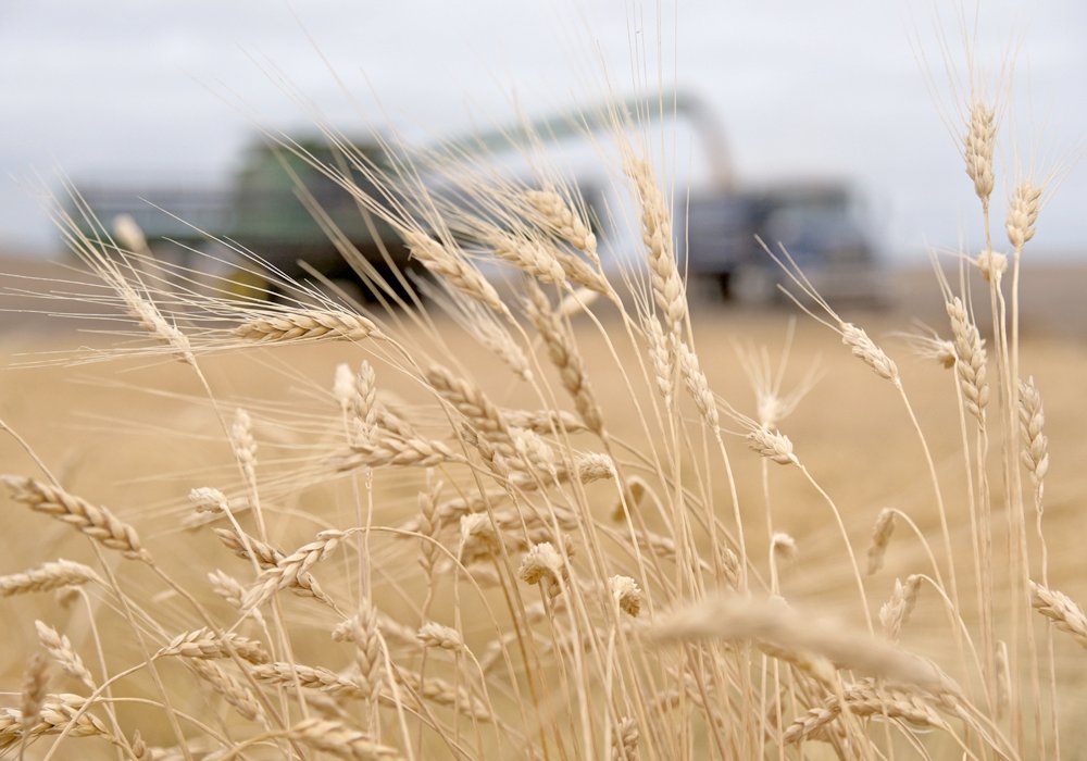 Canada will benefit from the anticipated contraction of Russia’s export program because it will drive up global wheat prices. 