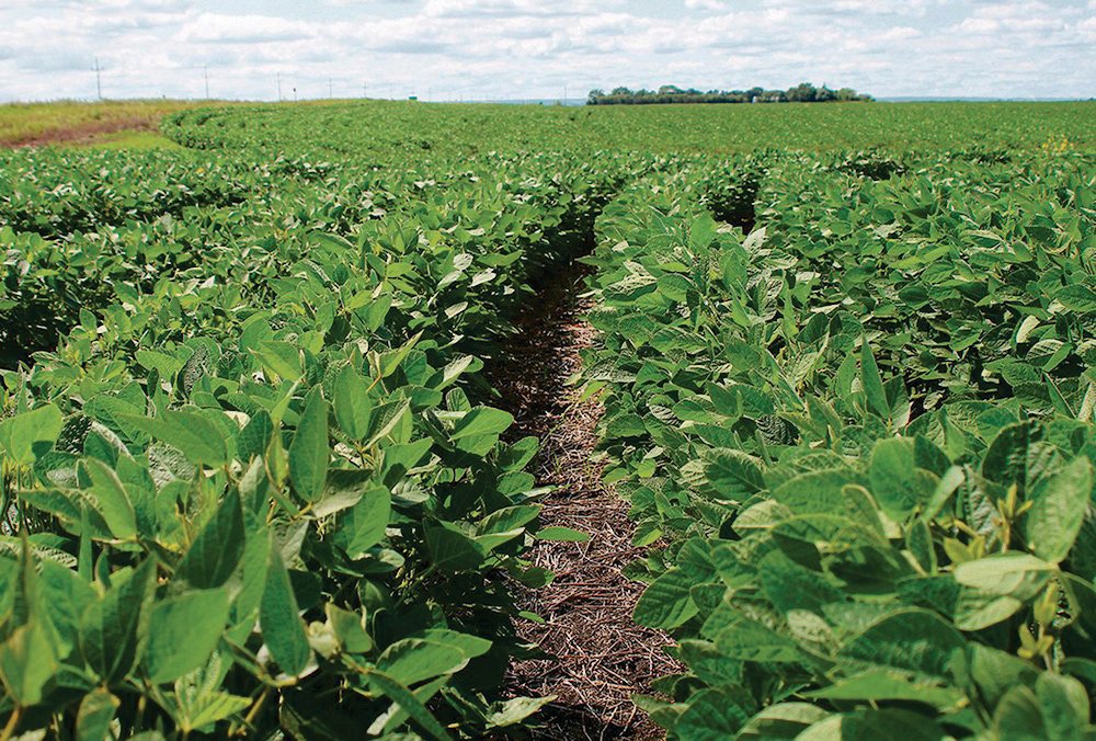 Canada does not have a national soybean sustainability certification program, but some grain companies run their own programs and are able to sell to the European Union.