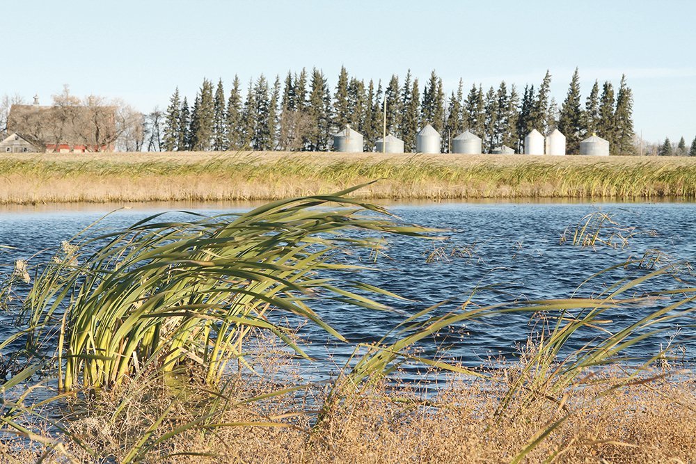In the Canadian Prairies, wetland drainage has resulted in the loss of more than 40 percent of natural wetlands. The impacts associated with this drainage are largely unmitigated. 