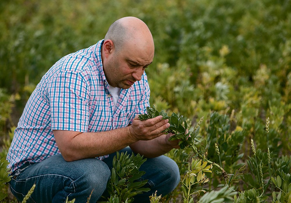 University of Saskatchewan entomologist Sean Prager examines a fababean plant for signs of insect infestation. Lygus bugs are becoming a problem for the pulse crop as well as canola. 