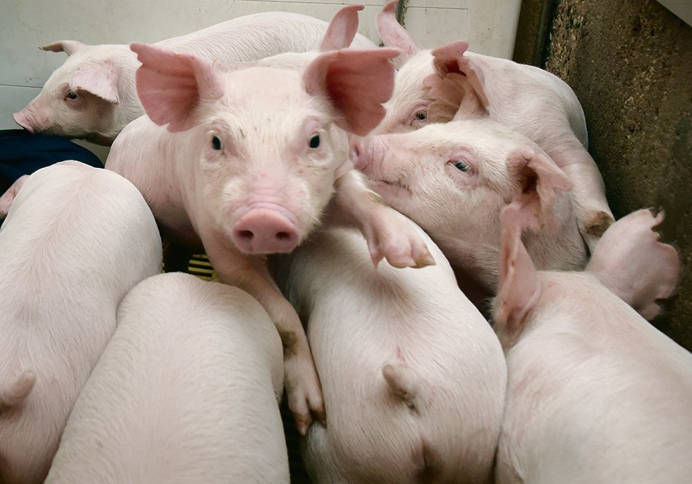 The porcine epidemic diarrhea outbreaks that wreaked havoc on North American hog herds in recent years led to feed component import controls to improve animal health security.