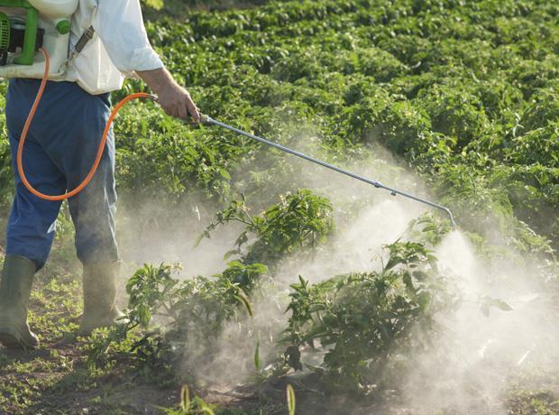 Supermarket pesticides are threat to worker health, says new report | News