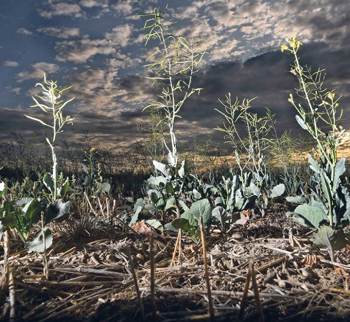 Prairie canola crop pegged at 12.6 million tonnes