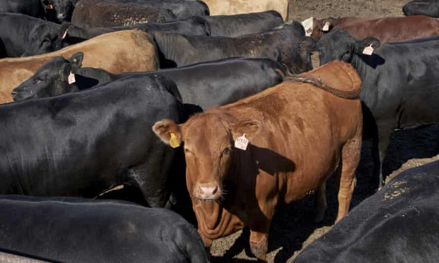 Cows at a feedlot.