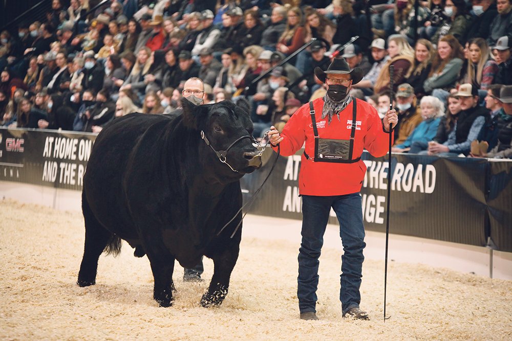 Miller Wilson Angus has struck gold at Agribition’s Beef Supreme show four times, this time with DMM Maximus 18G, co-owned with Little Willow Creek. 