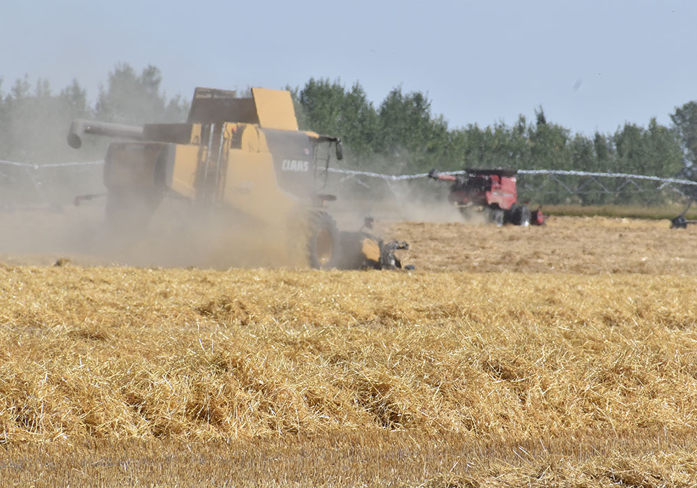 While many charities struggled this year, the Canadian Foodgrains Bank did well. This barley was harvested during a CFB event near Coaldale, Alta., in 2019.  