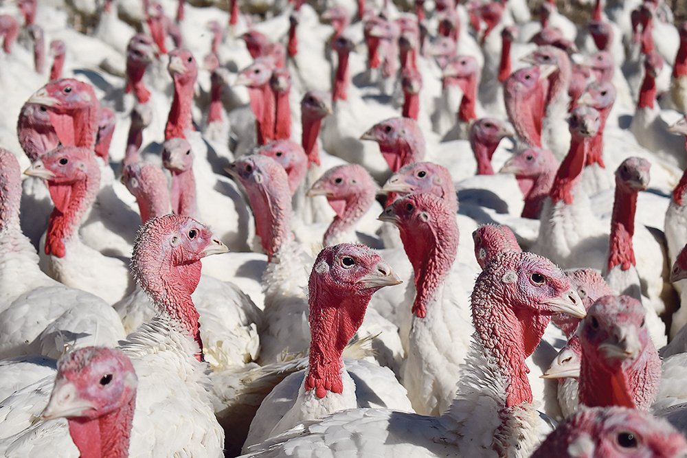 Turkey supplies are tight but not in short supply for the Christmas season, say producers. Supply chain issues related to B.C. flooding could still cause issues during the holidays. 