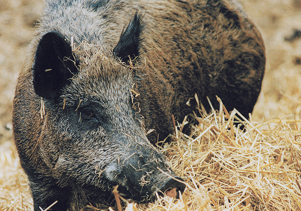 There have been 2,960 ASF cases in wild boars in the eastern German states of Brandenburg, Saxony and Mecklenburg-Vorpommern all near to the Polish border, where wild boars coming from Poland have helped spread swine fever. 