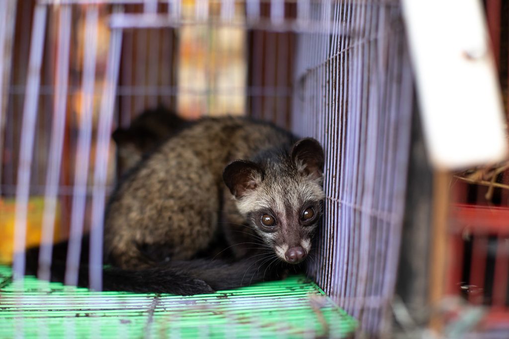 Wildlife trade poses health threats to humans, but Chinese wildlife farms are profiting