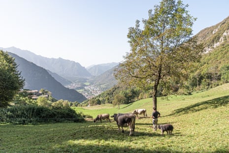 A valley with a field of cows in the foreground and a man standing looking at the view