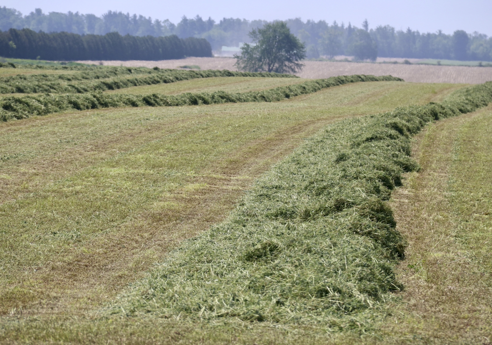 Demand from China and U.S. dairies helps drive the price of hay, which dropped in 2023.