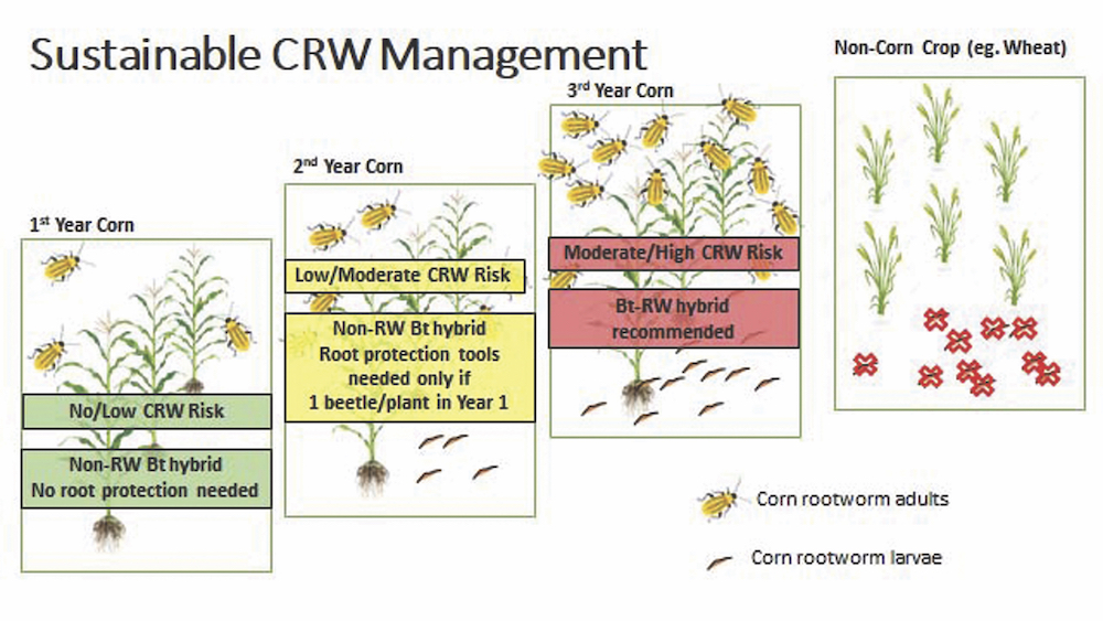 In a four-year crop plan, the best advice is to plant wheat to break the cycle of corn rootworm numbers.