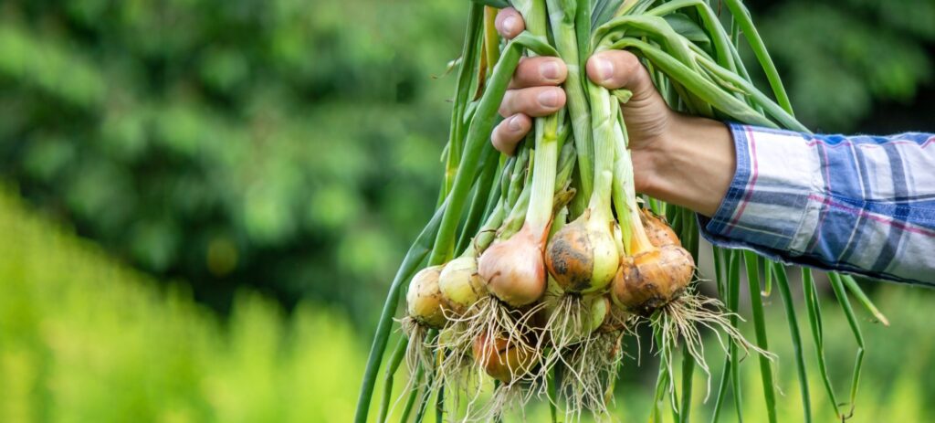 $5.2 million grant awarded for onion harvest research