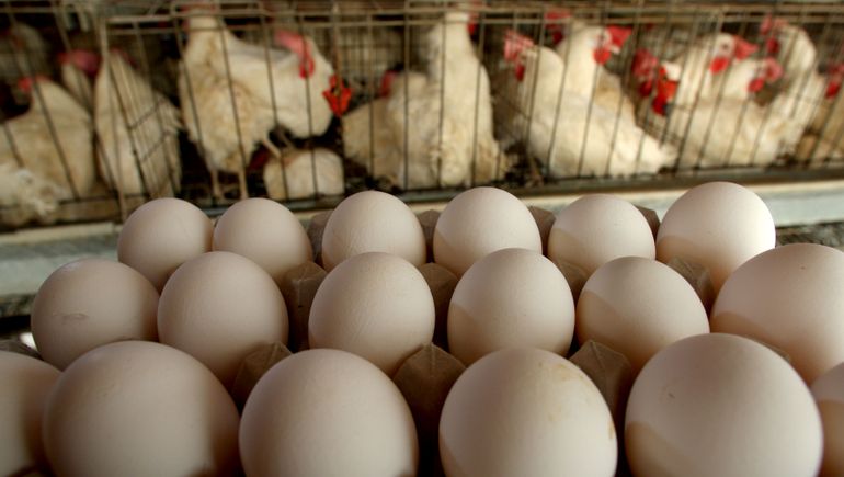 Cal-Maine to acquire Tyson plant for egg production