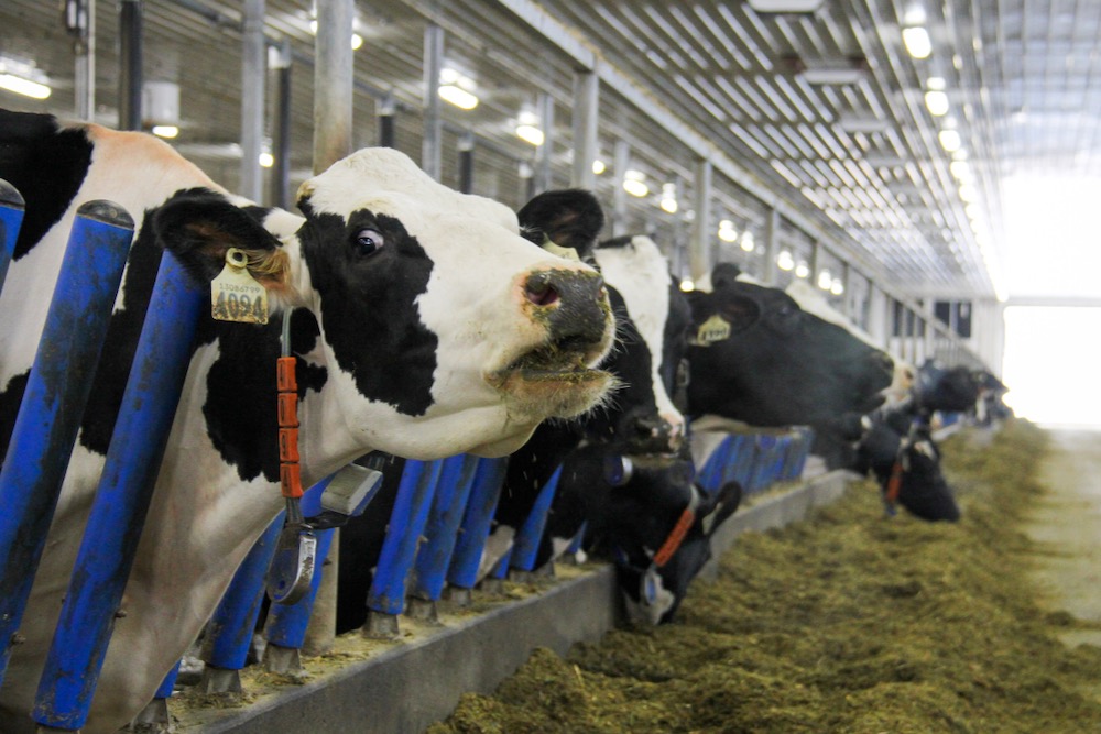 Cows on a Grunthal, Man. dairy farm. (Manitoba Co-operator photo by Geralyn Wichers)
