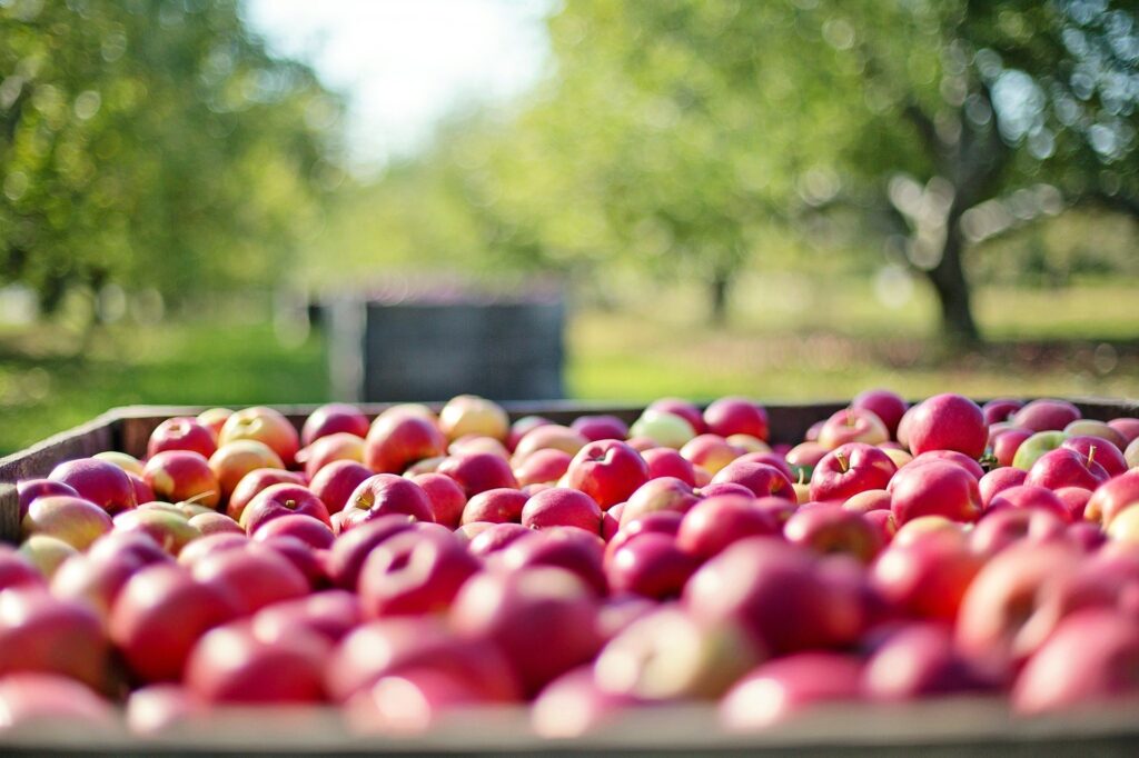 Federal government announces nearly $10M in funding to address national food insecurity