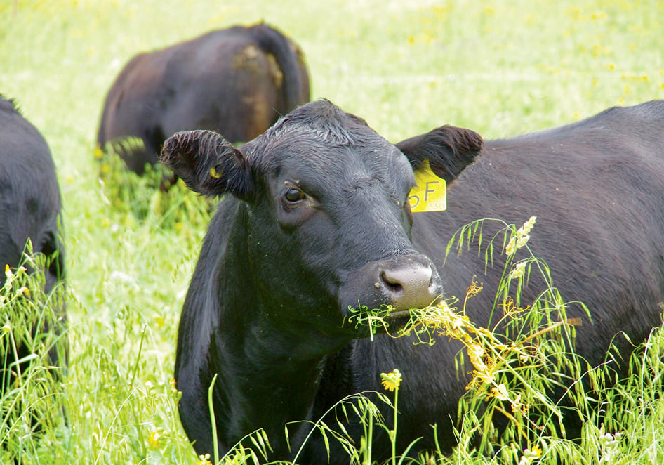 A new report commissioned by the Canadian Agri-Food Policy Institute says animal agriculture in Canada produces $90 billion in sales, 164,000 direct jobs and roughly two-and-a-half times that in indirect jobs.