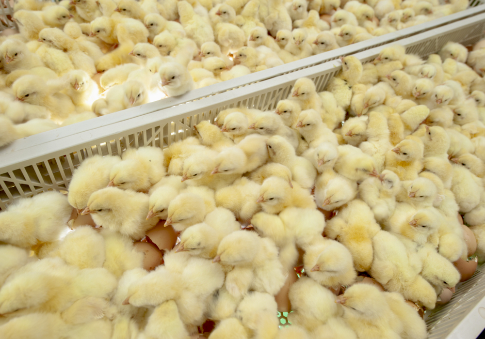 Being able to gender-type embryos before they hatch eliminates the welfare issue of disposing of male chicks in the layer industry.