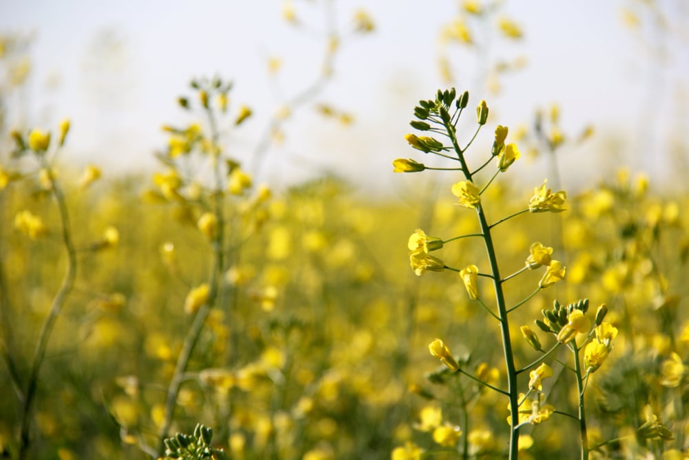 Canola is a high value crop that could help diversify Ontario crop rotations, especially when fall seeded.