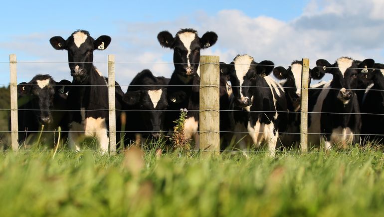 Minnesota lost 7% of its dairies in a year