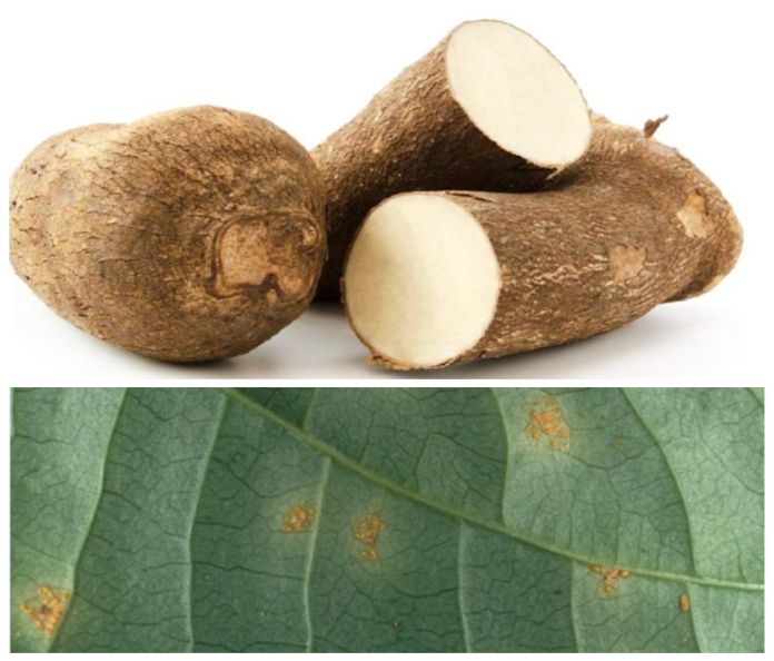 St Lucia reports Yam Rust, farmers and travellers cautioned