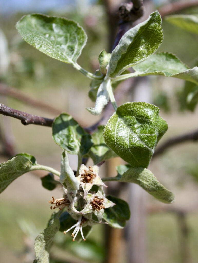 Ontario’s apple crop was devastated by frost in 2012, when 85 per cent of the province’s apple crop was wiped out. Shown here is frost damage to blossoms on an apple tree in 2012. 