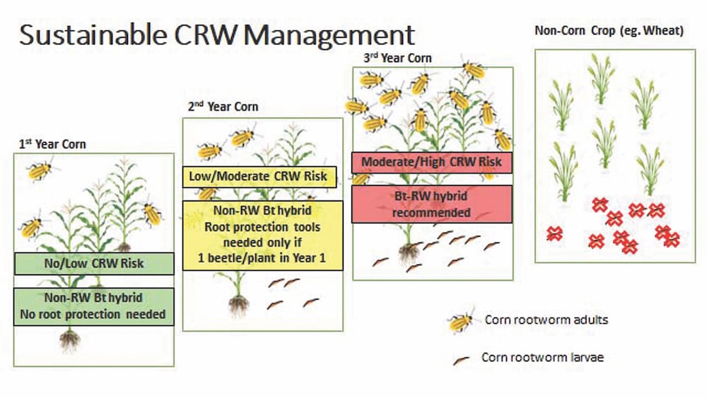 In a four-year crop plan, the best advice is to plant wheat to break the cycle of corn rootworm numbers.