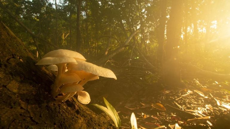 The rise of fungi in food innovation: Unveiling the future of sustainable, nutritious and delicious foods