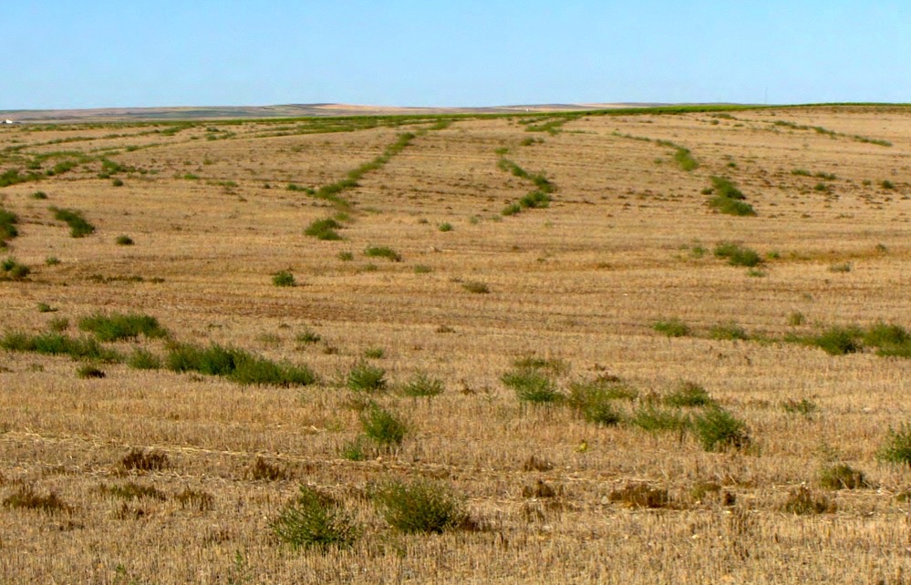 Glyphosate-resistant kochia.