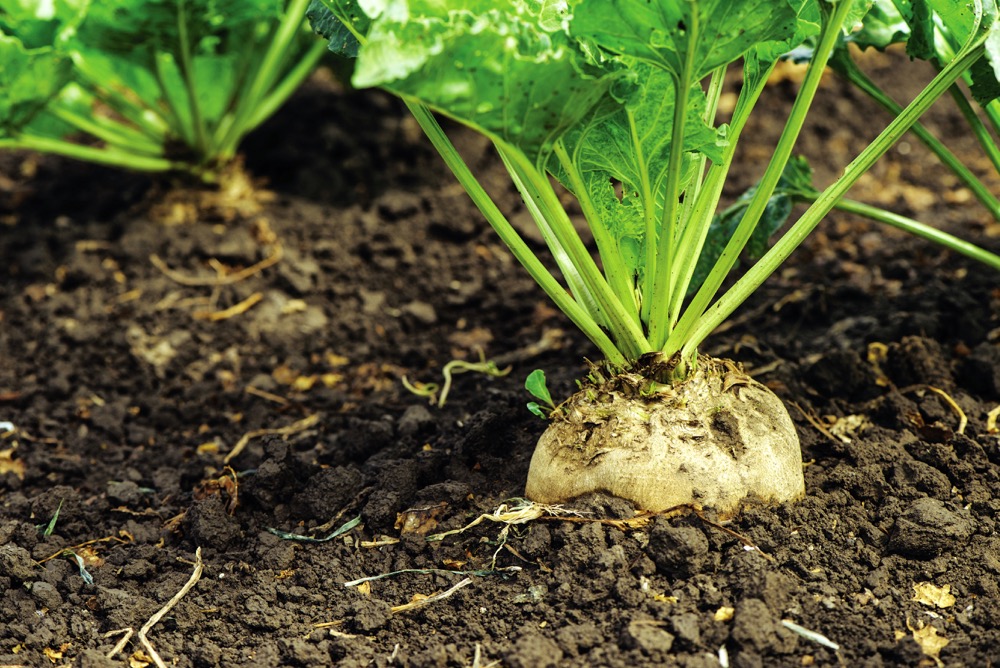 Sugar beets are grown on more than 300 farms across Canada.