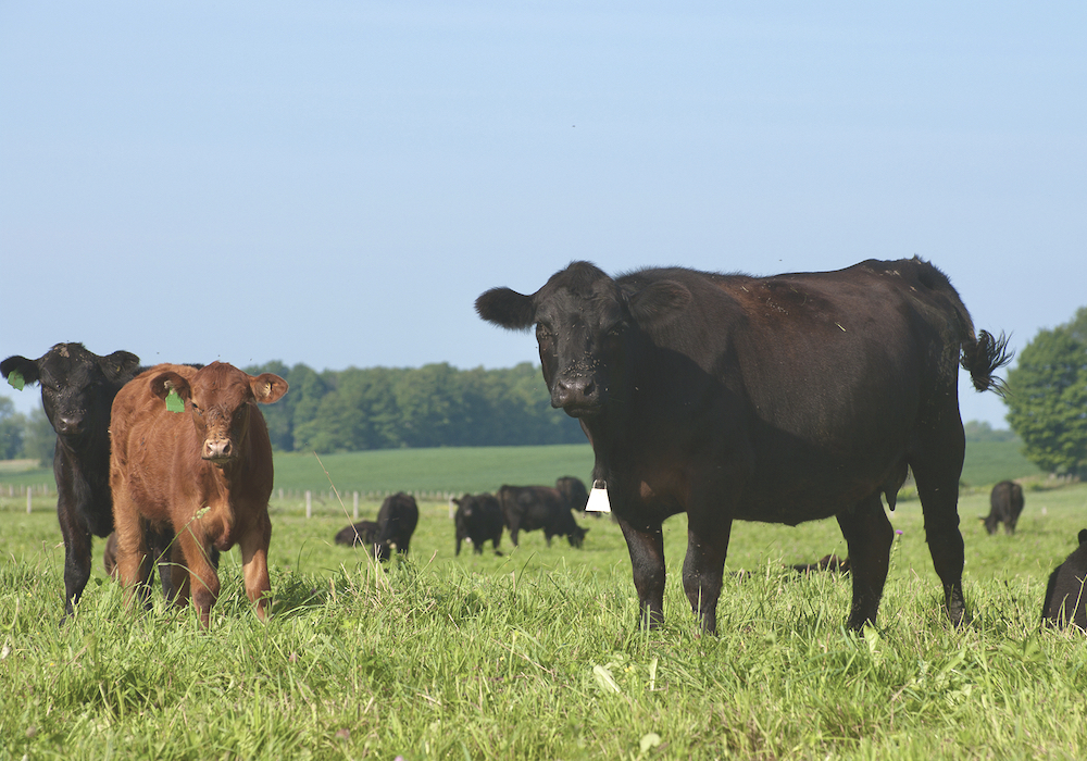 Ontario beef exports were down in 2023, with a Port of Vancouver strike much of the reason.