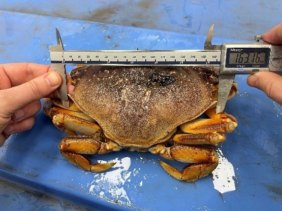 B.C. seafood processing company fined $40k for undersized crabs