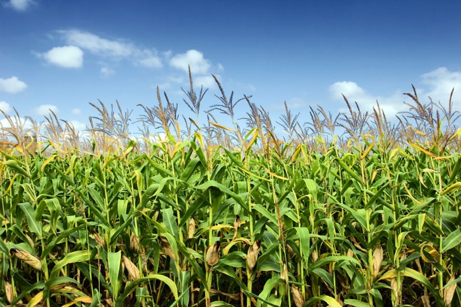 Researchers use metabolic model to study temperature stress on corn