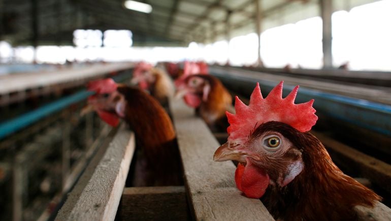 Bird flu roils poultry industry, raising concern over egg prices ahead of Easter