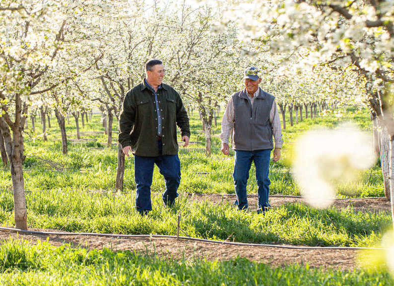 California Prune growers blend technologies and heritage practices for fruit production