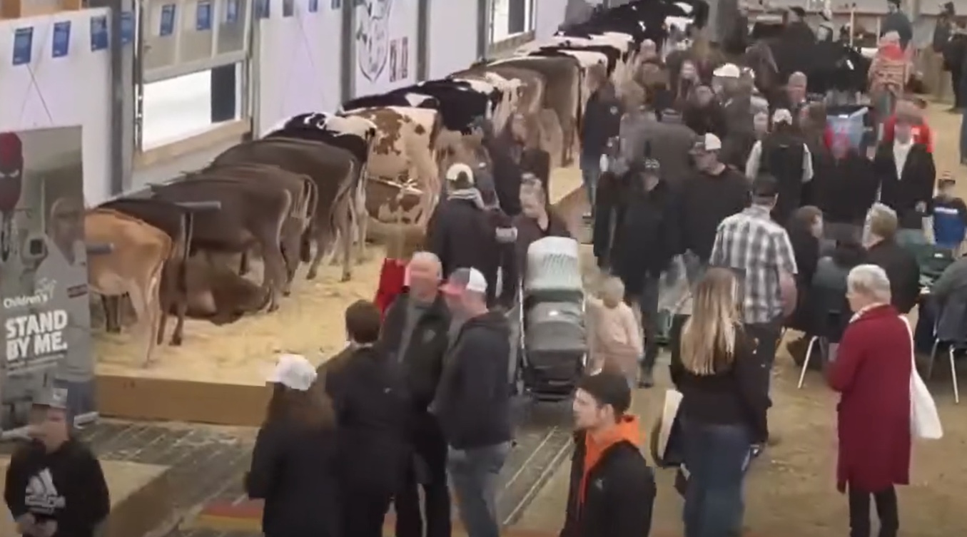 Interested buyers view the calves available for sale during the Calves for a Cause event at the 2023 Canadian Dairy XPO. 