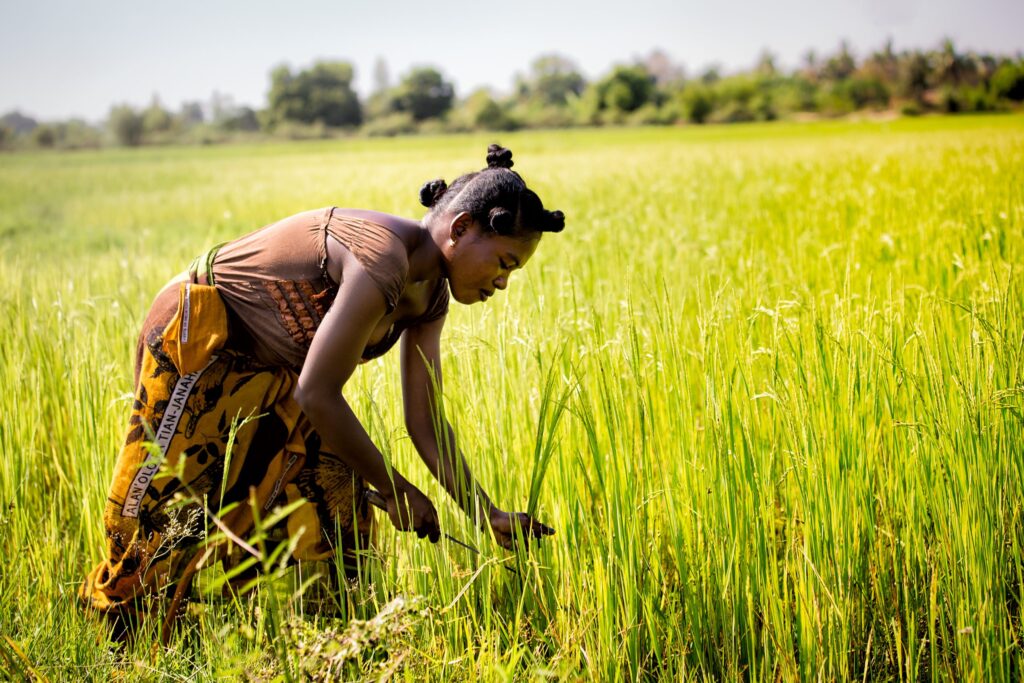 Can Africa grow more rice and alleviate food insecurity?