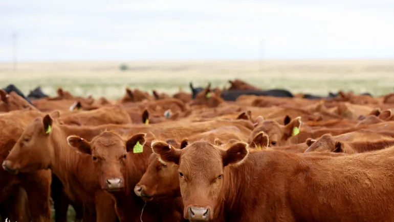 Cattle inventory shrinks to lowest in 73 years, stoking fears of price hikes