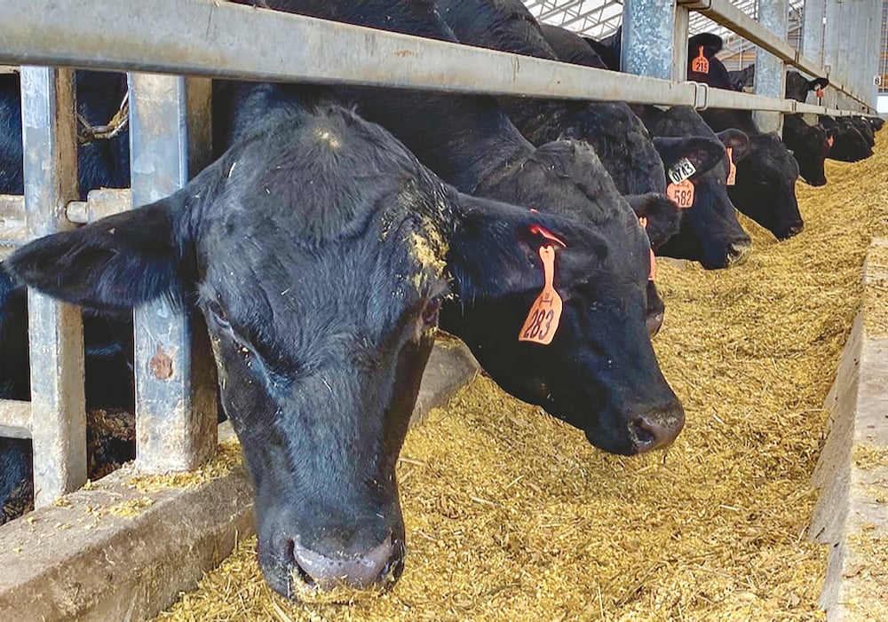 Producers will soon be able to source a feed additive to cut cattle methane production.