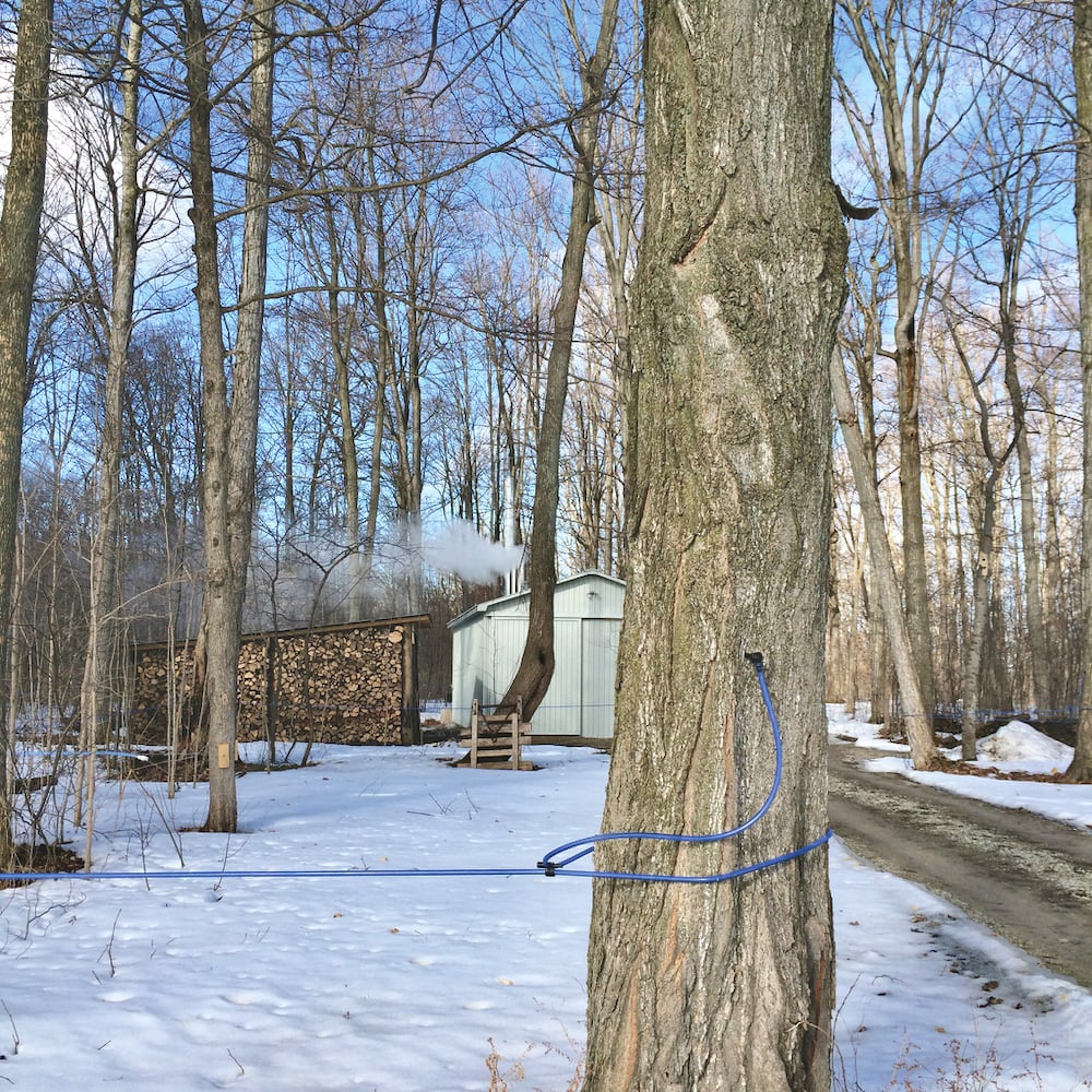 Producers fully subscribed the recent $1 million Maple Production Improvement Initiative announced by OMAFRA within hours of its announcement Nov. 9, 2023.