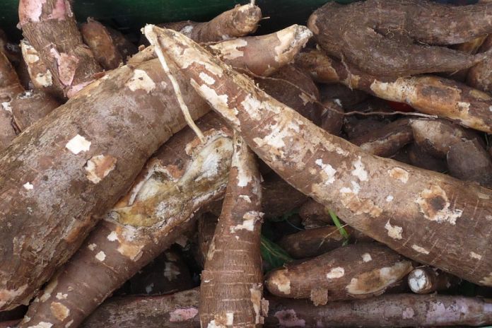 Guyana to establishment cassava plant