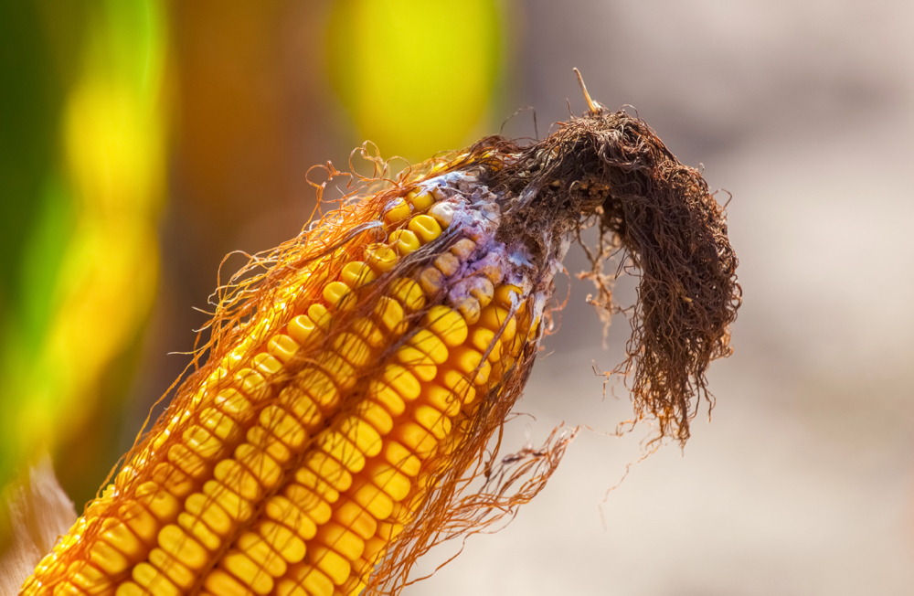 DON caused by corn ear infections significantly reduced the value of the 2018 Ontario corn crop.