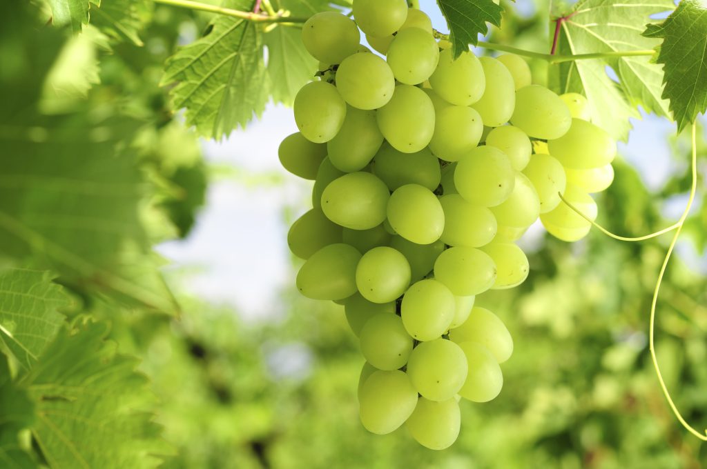 Oppy teams up with Sun Grape USA to boost table grape market