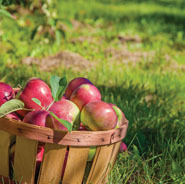 image of fruits