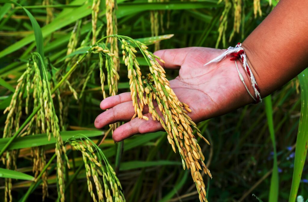 Research reveals untapped potential in Africa's rice sector