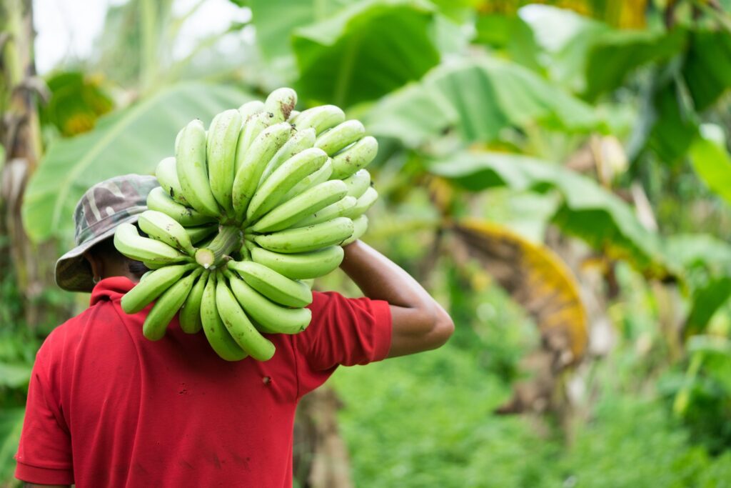 Sainsbury’s leads with living wages for banana workers